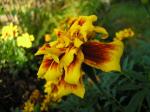 blommor04.jpg