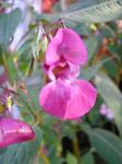 blommor05.jpg