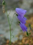 blommor08.jpg