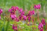 blommor5.jpg