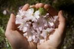 blommor_i_haender.jpg