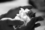 blommor_i_handensv.jpg