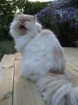 en-katt-som-jamar.jpg
