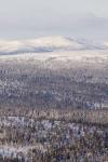 granskog_vinter.jpg