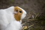 hamster.jpg