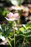 jordgubbsblomma2.jpg