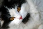 katt.jpg