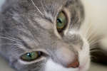katt2.jpg