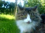 katten-Miranda.jpg