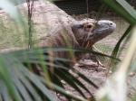 komodovaran.jpg