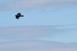 kraaka_flyger.jpg