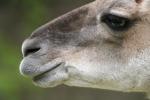 lama3.jpg