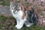 liten_katt.jpg