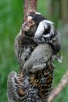 marmosett4.jpg