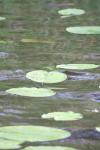 naeckrosblad~0.jpg