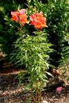 orange_rosa_blommor.jpg