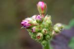 pelargonknoppar.jpg