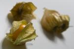 physalis.jpg