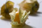 physalis_baer.jpg