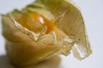 physalis_makro2.jpg