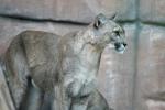 puma.jpg