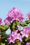 rhododendron.jpg