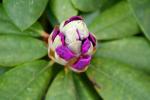 rhododendronknopp.jpg