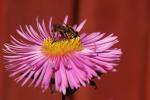 rosa_blomma_bi.jpg