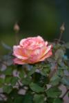 rosa_ros.jpg