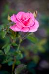 rosa_ros02.jpg