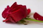 rosor-080411-4.jpg