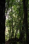 skog_blad.jpg