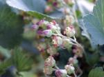 svartvinbaersblommor.jpg