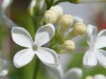 syrenblomma.jpg
