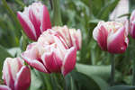tulpaner_rosa_gront.jpg