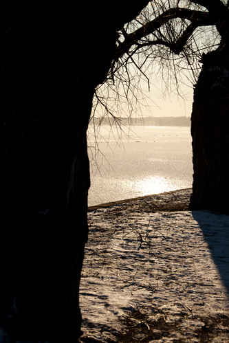 Trädsiluetter