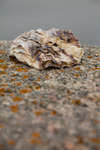 vastkusten100908-31.jpg
