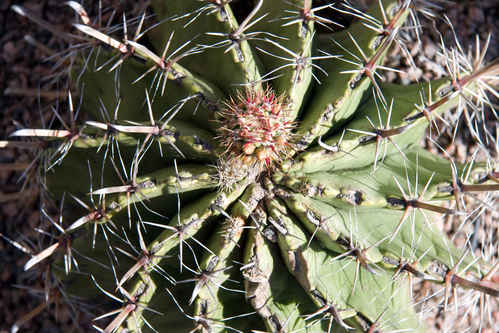 Kaktus