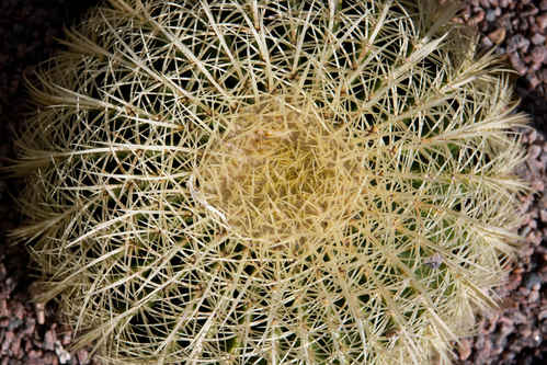 Kaktus