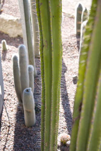Kaktus