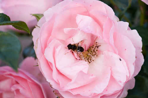 Bi i blomma