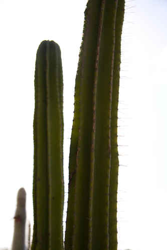 Kaktus