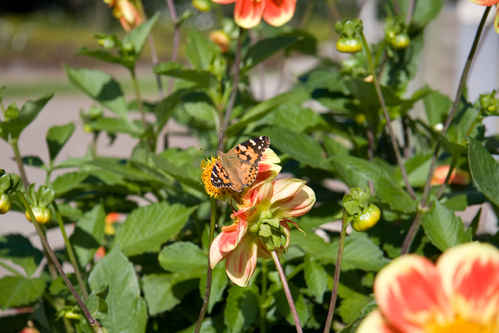 Blommor