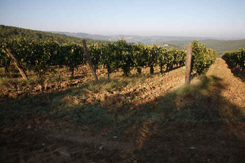 Vinodling
