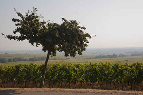 Vinordling