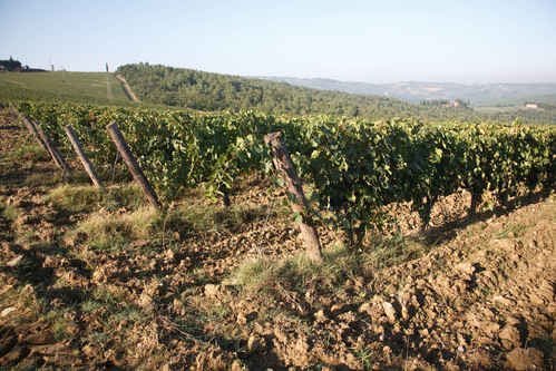 Vinodling