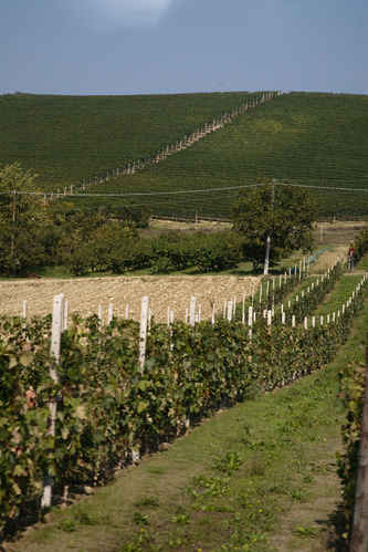Vinstockar