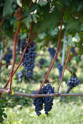 Vindruvor