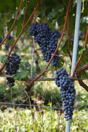 Vindruvor
