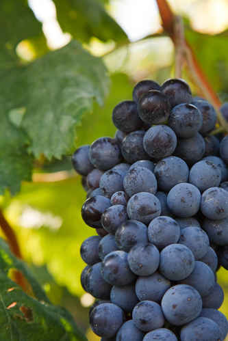 Vindruvor